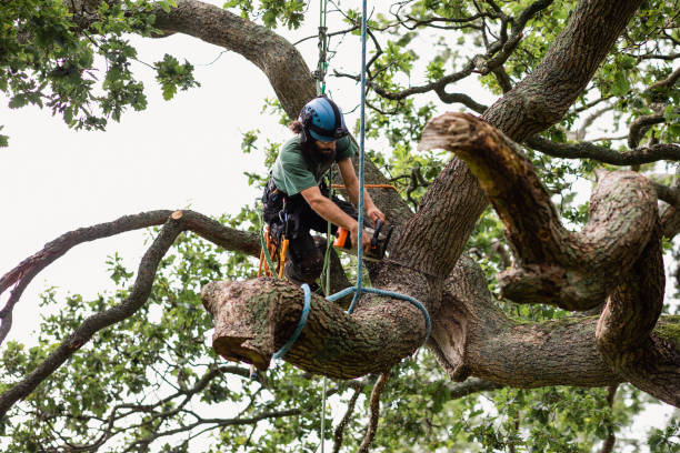 Best Tree Mulching  in The Village Of Indian Hill, OH